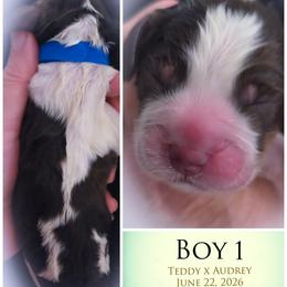 Boy 1 - Liver white and tan male English Springer Spaniel puppy in Silverdale, Washington from TimberVale Springers