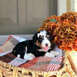Autumn - Tri-color female Bernedoodle puppy in Russell Springs, Kentucky from 270 Doodles