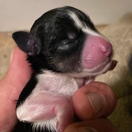 Black and White Parti Female - Parti female Miniature Schnauzer puppy in Robstown, Texas from Alves Miniature Schnauzers