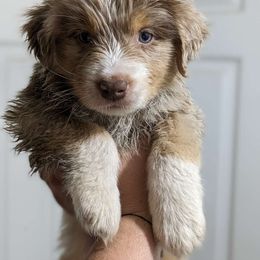 Australian Shepherd Puppies from Juno Homestead Aussies