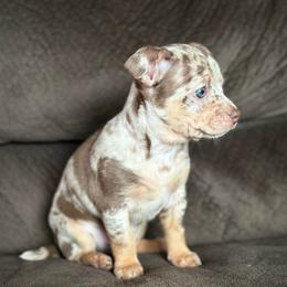 Wrangler - Merle male Chihuahua puppy in Alvord, Texas from Gift of Gods Favor