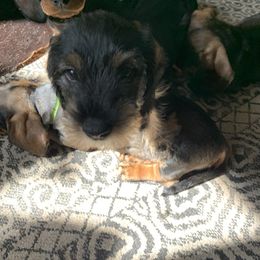 Dachshunds from Devereaux Wire Haired Dachshunds