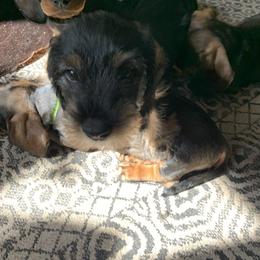 Dachshunds from Devereaux Wire Haired Dachshunds