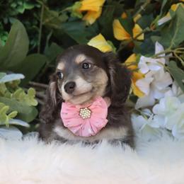 Magnolia - Blue and cream female Dachshund puppy in Woodbine, Georgia from Bowdachs Cream Pies