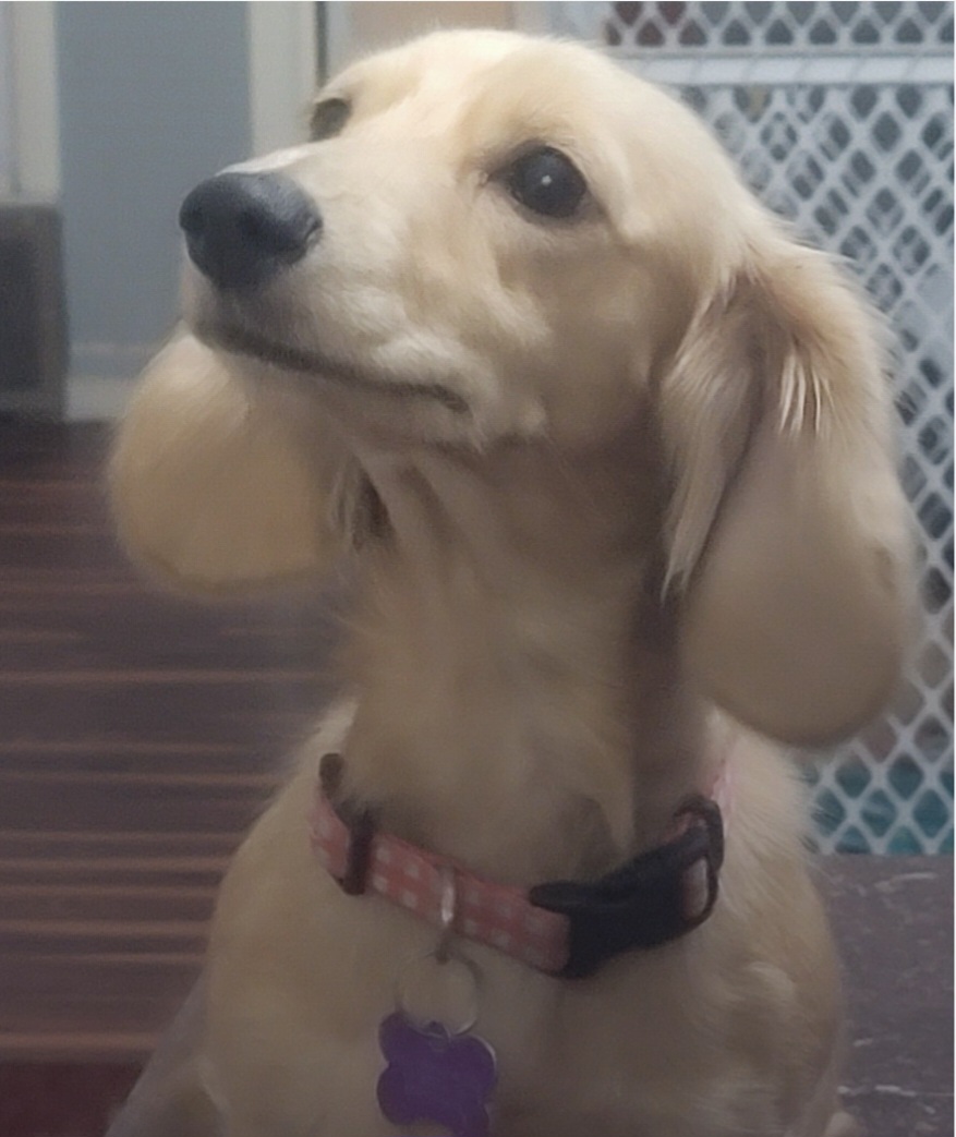 Rosie - Dachshund
