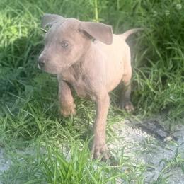 Zesty - Brindle male Great Dane puppy in Lehigh Acres, Florida from Florida Wrinkles