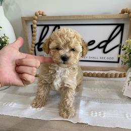 Lili - Cream female Havapoo puppy in Dothan, Alabama from Leo’s Teddy Bear doodles