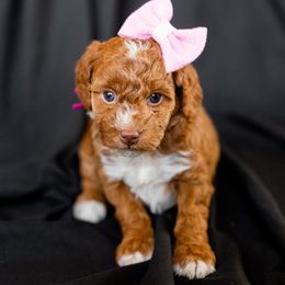 Girl 2 - Goldendoodle puppy in Riverton, Utah from Utah Doodlebug