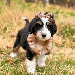 Chansey - female Australian Mountain Doodle puppy in Pittsburgh, Pennsylvania from WestPenn Doodles LLC