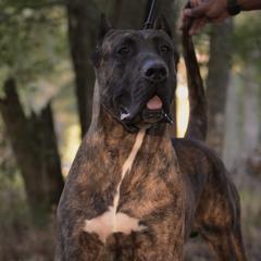 Taoro - Perro de Presa Canario