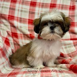 Brindle and White Female - Rebel - Brindle and white female Shih Tzu puppy in Crawfordsville, Indiana from Swaying Sycamore Farm