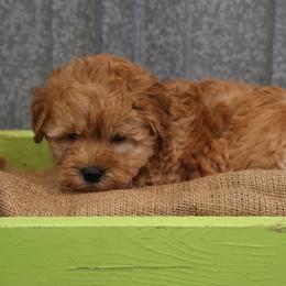 Kirby - Cream male Whoodle puppy in West Bend, Iowa from Blue Skies Terriers