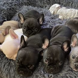 French Bulldogs from Queens of The South Frenchies