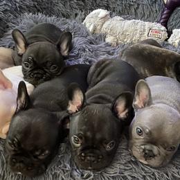 French Bulldogs from Queens of The South Frenchies