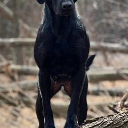 Labrador Retriever All Grown Up from Southfork Retrievers