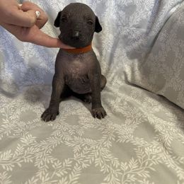 Girl 4 - Slate female Xoloitzcuintli puppy in Payson, Utah from Jodi Zobell's Xoloitzcuintli