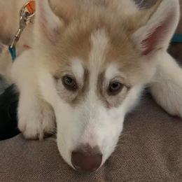 Native American Indian Dog Puppies from Corn Moon Kennels
