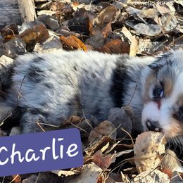 Charlie - Blue merle female Australian Shepherd puppy in Smithfield, Utah from Invictus Farms