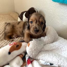 Romeo - Dapple male Dachshund puppy in Benson, Arizona from Six Shooter Minis