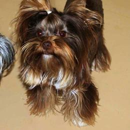 Biscotti - Chocolate and tan female Yorkshire Terrier puppy in Georgia from Nalley Kennels