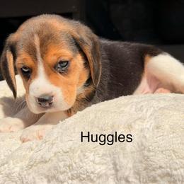 Huggles - Black tan and white male Beagle puppy in Mansfield, Missouri from Rippee Creek Kennel