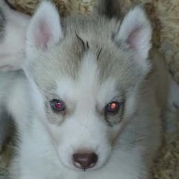 4 Adam (blue eyes) - Red and white male Siberian Husky puppy in Heppner, Oregon from Yuki Ookami Show Kennel