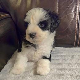 Duke - Parti male Miniature Schnauzer puppy in Graham, Washington from Kristy's French Bulldogs & Mini Schnauzers