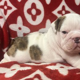 Bulldog Puppies from Freeway Bulls