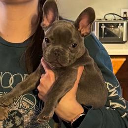 Sid - Blue male French Bulldog puppy in Chesapeake, Virginia from Pardon My Frenchies