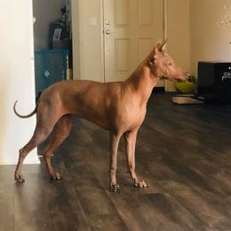 Selfie - Xoloitzcuintli