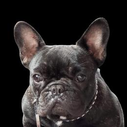 Tag - French Bulldog