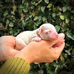 Purple Collar Girl - White female Poodle puppy in Modesto, California from Dry Creek Poodles