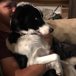 Border Collies and Pembroke Welsh Corgis from Willis Farm
