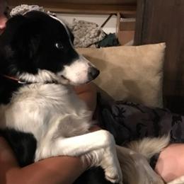 Border Collies and Pembroke Welsh Corgis from Willis Farm