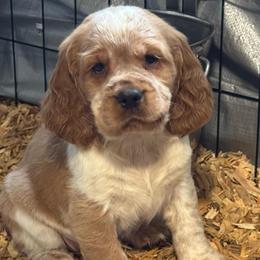 Ginny - Lemon and white female English Springer Spaniel puppy in Coeur D'alene, Idaho from Springer Hollow