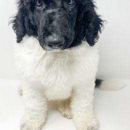Goldendoodle and Poodle Puppies from Crane Train Poodles & Doodles