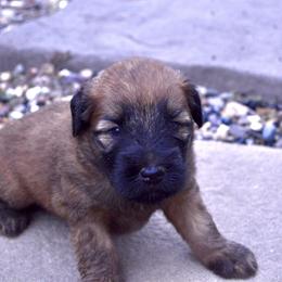 Cypress - Wheaten male Soft Coated Wheaten Terrier puppy in Kirksville, Missouri from Ironwood Ridge Kennels