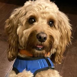 Labradoodles from Jeanne Odom's Labradoodles