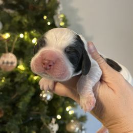 Boy1 - Black and white male English Springer Spaniel puppy in Wilmer, Alabama from Southbend Springers