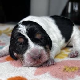 Meadow - Blue ticked and tan female Bluetick Coonhound puppy in Wolf Creek, Oregon from Dejah Bleu Kennels