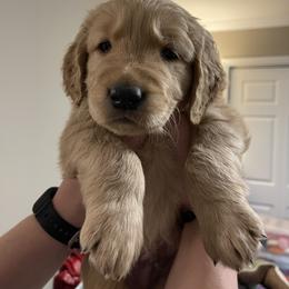 Golden Retriever Puppies from O’Shields Golden Paws