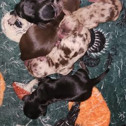 Gloria - Black and cream female Dachshund puppy in Anaconda, Montana from Williams Family Dachshunds