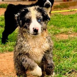 Tide - Blue merle male Australian Shepherd puppy in Mineral Wells, Texas from A6 Australian Shepards