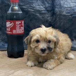Mugsy - Merle male Maltipoo puppy in Lebanon, Kentucky from Mosaic Merle Doodles