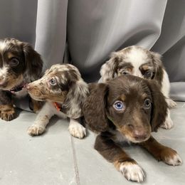 Dachshund Puppies from Dreaming of Dachshunds