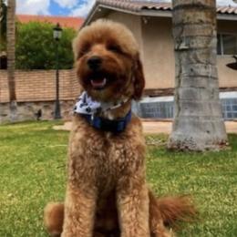 Cash - Goldendoodle