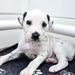 Shanti - White and black female Dalmatian puppy in Gray, Georgia from Fuller Spots