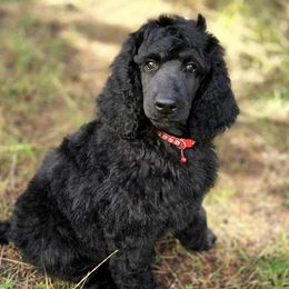 Clifford - Blue male Poodle puppy in Springfield, Oregon from Valaurah Farms