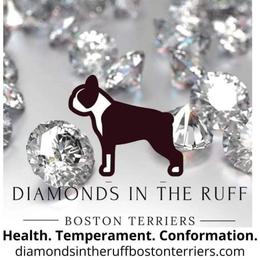 Boston Terrier Puppies from Diamonds In The Ruff Boston Terriers