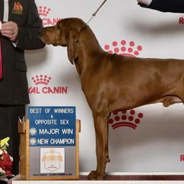 American Foxhounds, Redbone Coonhounds, and Treeing Walker Coonhounds from Lost Heritage Hounds